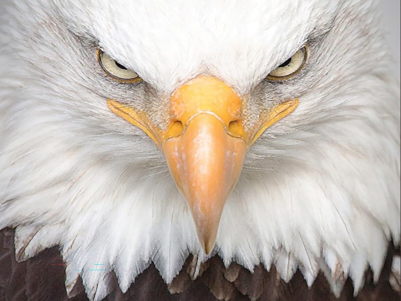 El diálogo entre El problema y La caída del&nbsp;águila